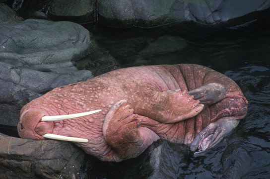 Odobenus Rosmarus / Morse