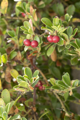 Arctostaphylos alpinus / Busserole des Alpes