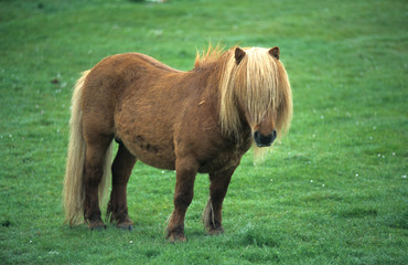 Poney des Shetland