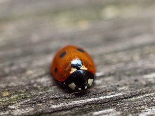 Ladybug on wood