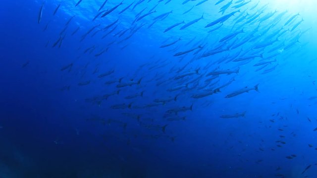 Fish school: Chevron Barracuda fish in ocean