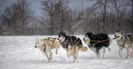 Hundeschlittenrennen Schneefall Panorama