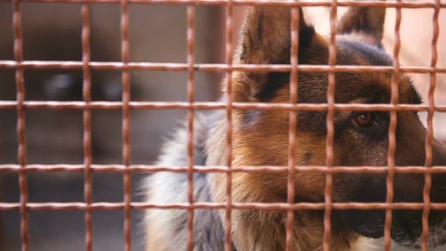 German Shepherd Barking - Dangerous Angry Dog in the Cold Winter on a Leash attached to Gate