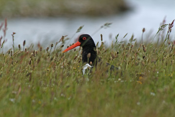 Haematopus ostralegus / Huîtrier pie