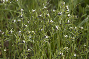 Lithospermum arvense subsp. arvense / Grémil des champs