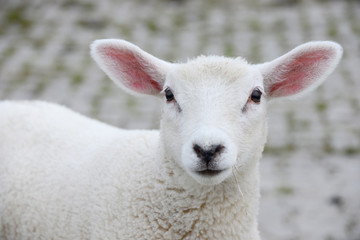 white lamb looking © Caro