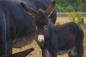 Buche, cachorrito de burro
