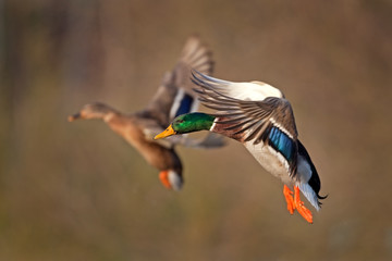 mallard, wild duck, anas platyrhynchos, Czech republic