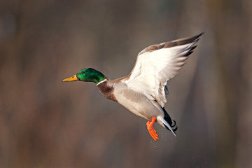 mallard, wild duck, anas platyrhynchos, Czech republic