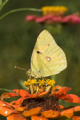 Colias croceus / Souci