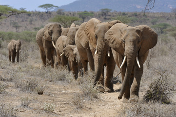 Loxodonta africana / Eléphant d'afrique