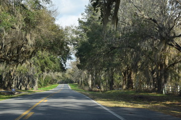 Highway through the Trees