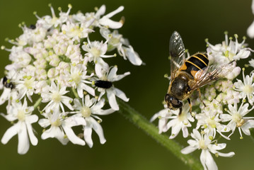 Eristalis pertinax / Eristale opiniâtre