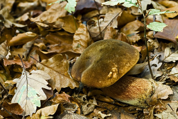 Boletus luridus / Bolet blafard