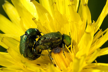 Cryptocephalus sericeus / Cryptocéphale soyeux