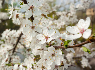 Flowers of cherry tree
