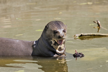 Pteronura brasiliensis / Loutre géante