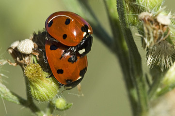 Coccinella septempunctata / Coccinelle à sept points