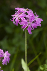 Silene flos jovis / Lychnis flos-jovis