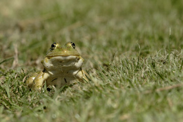 Rana esculenta / Grenouille verte