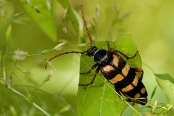Strangalia aurulenta / Strangalie