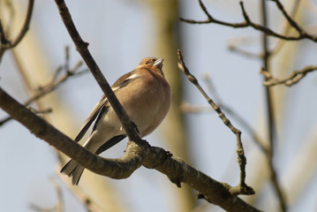 Fringilla coelebs / Pinson des arbres