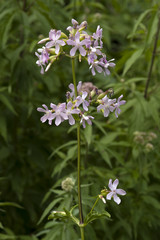 Saponaria officinalis / Saponaire officinale