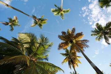 cocotiers sur un ciel bleu ensoleillé