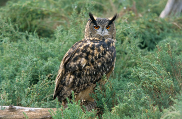 Bubo bubo / Hibou grand duc