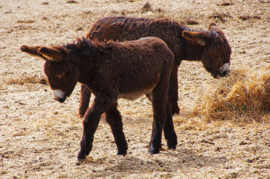 Burros zamoranos