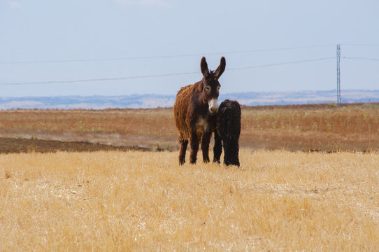 Paisaje con burros zamoranos