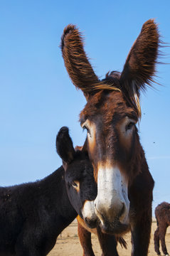 Burros zamoranos