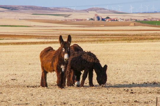 Paisaje con burros zamoranos