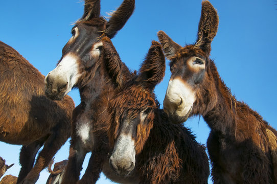 Burros zamoranos