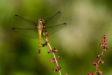 Sympetrum sanguineum / Sympétrum rouge sang