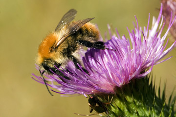 Bombus agrorum / Bourdon des champs