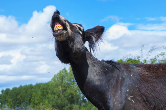 Burro rebuznando