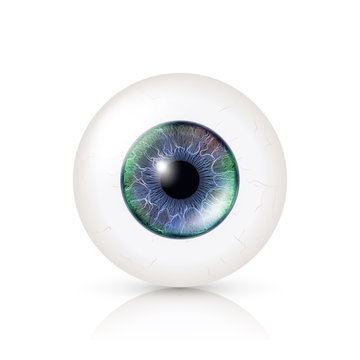 Realistic Human Eyeball. 3d Glossy Photorealistic Eye Detail With Shadow And Reflection. Isolated On White Background. Vector Illustration