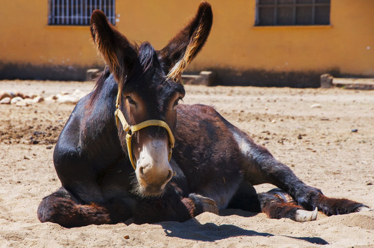 Burro en picadero