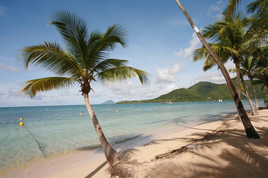 cocotiers sur une belle plage paradisiaque © plprod