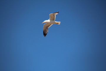 Möwe