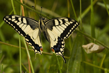 Papilio machaon / Machaon / Grand porte queue