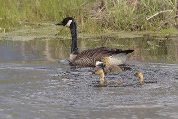 Branta canadensis / Bernache du Canada