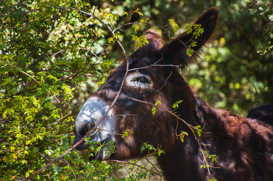 Burro entre las sombras