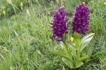 Naklejka premium Dactylorhiza sambucina / Orchis sureau