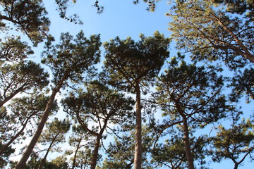 Obraz premium Bäume und Himmel