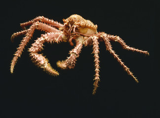 Paralomis aculeata / Crabe royal rouge