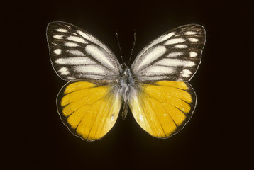 Delias georgia schenizi / Mâle