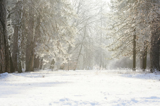 Winter snow forest background