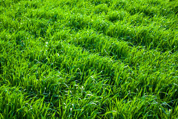 Green grass wheat in field